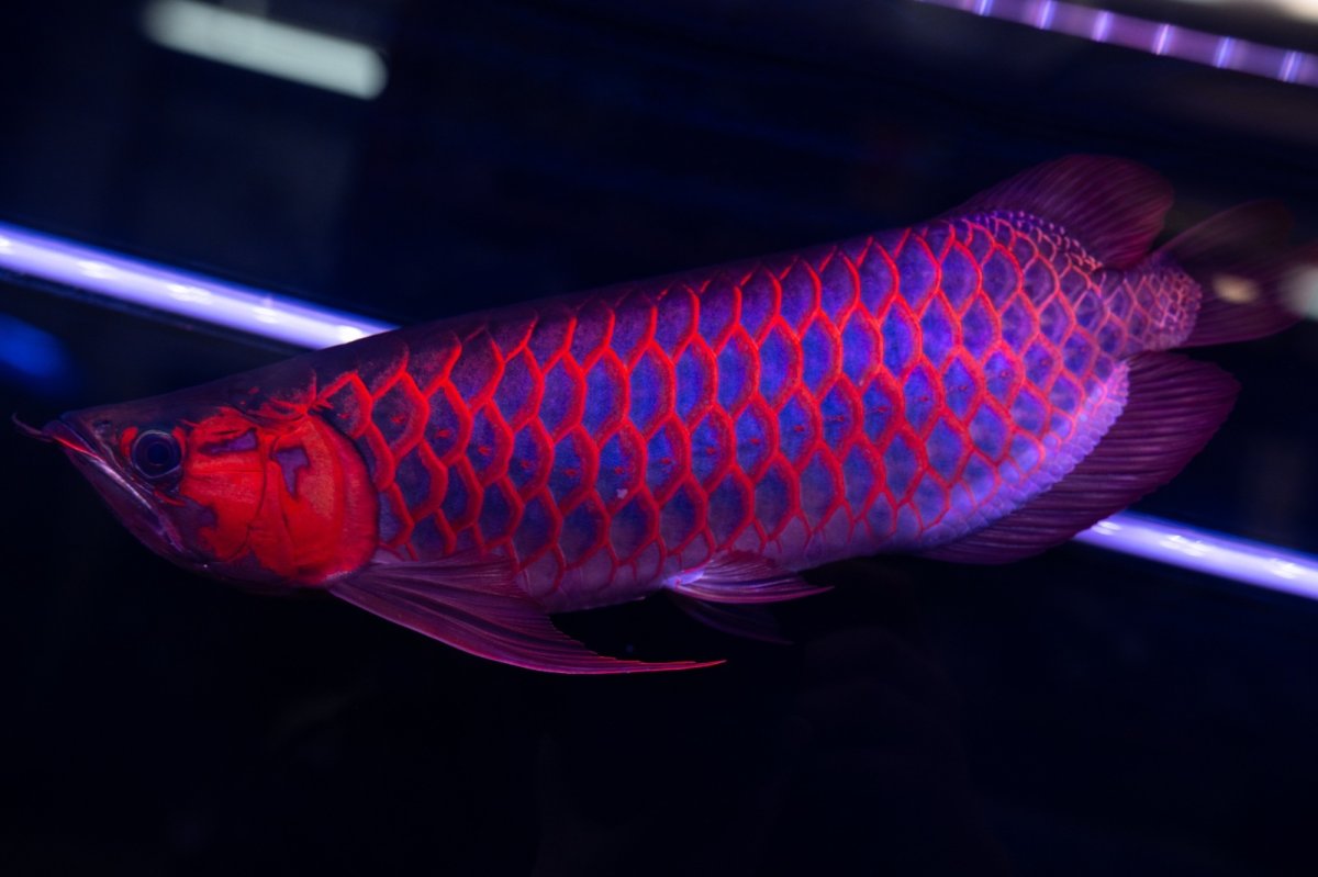 画像24: スーパーレッド  NO.50 (24)