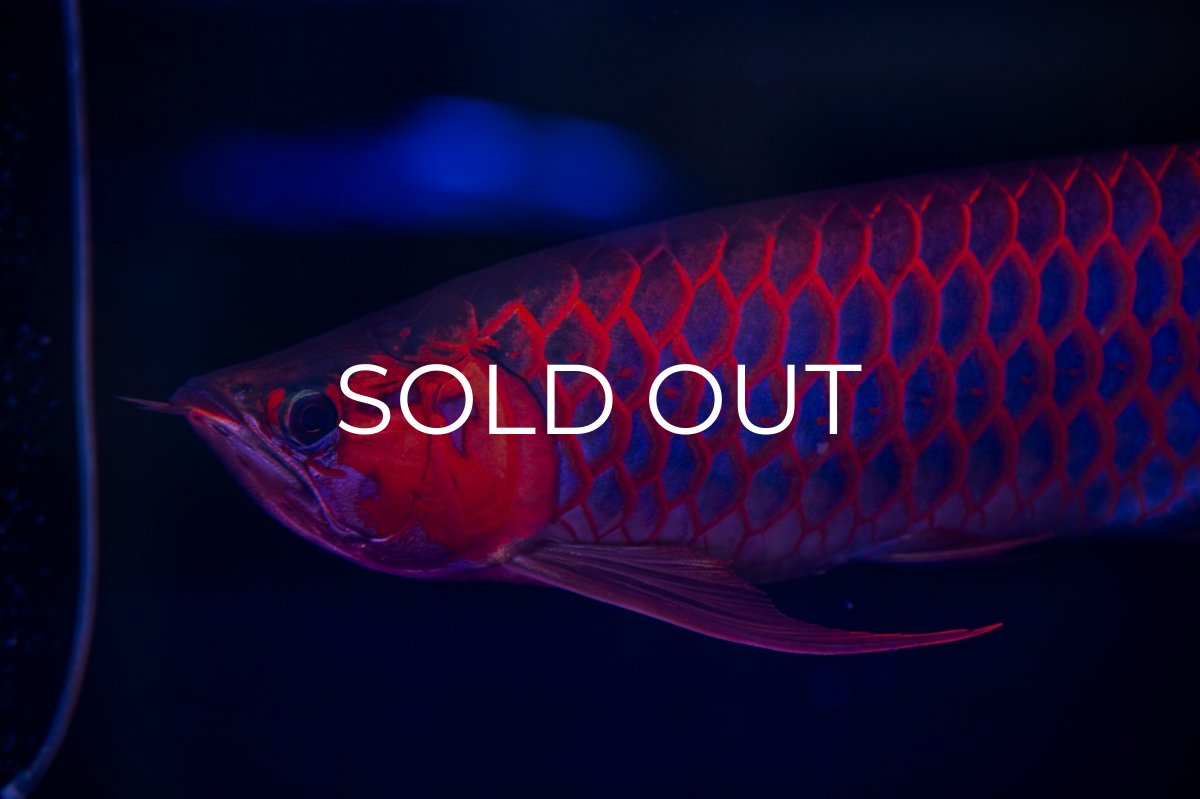 画像23: スーパーレッド  NO.50 (23)