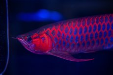 画像23: スーパーレッド  NO.50 (23)