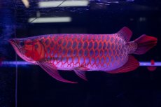 画像22: スーパーレッド  NO.50 (22)