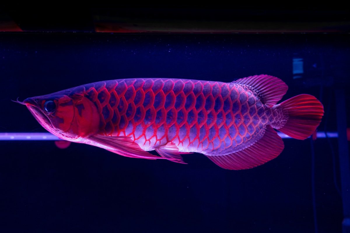 画像21: スーパーレッド  NO.50 (21)