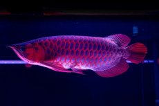 画像21: スーパーレッド  NO.50 (21)