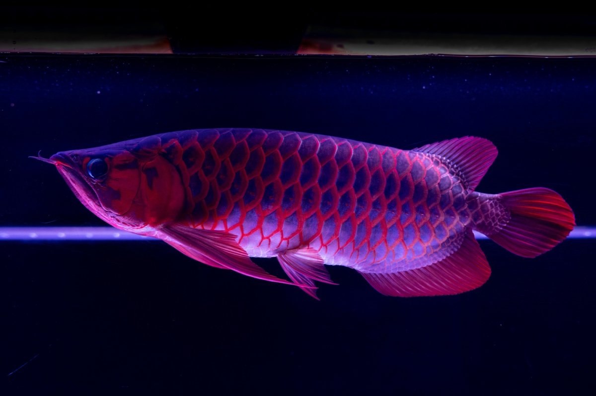 画像20: スーパーレッド  NO.50 (20)