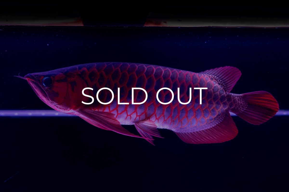 画像20: スーパーレッド  NO.50 (20)