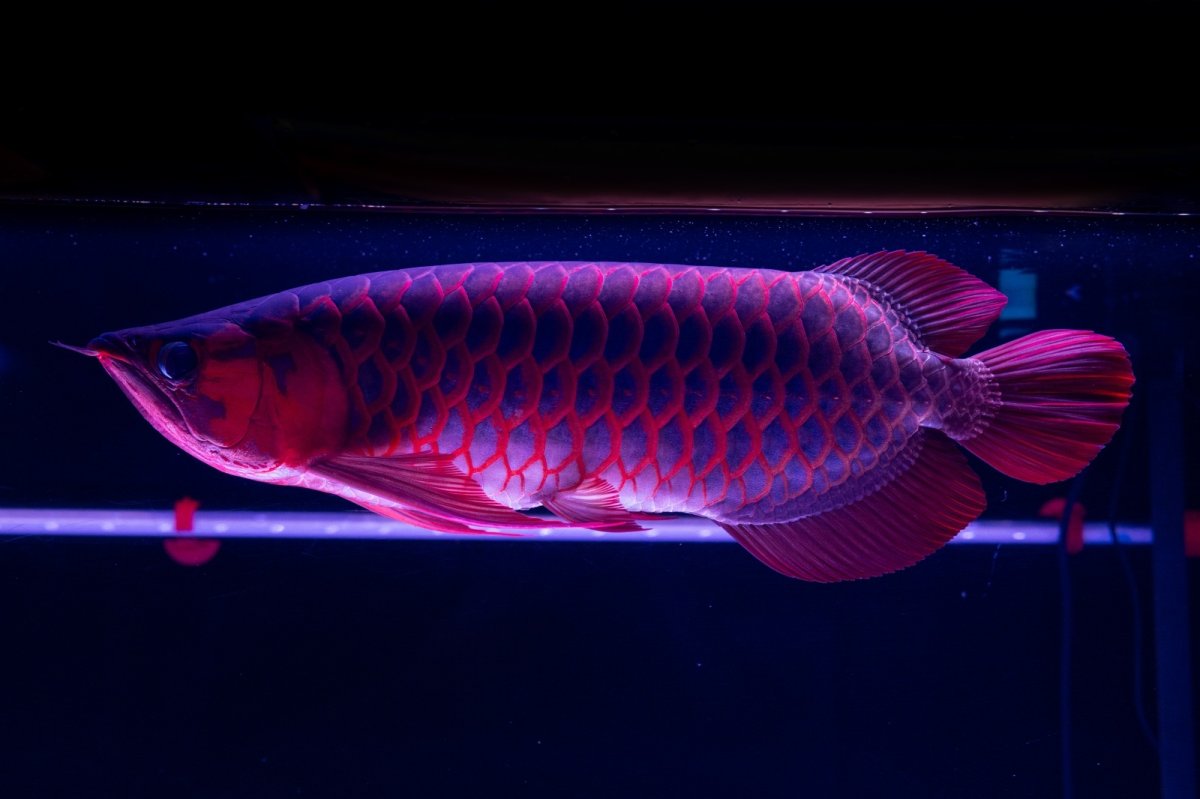 画像19: スーパーレッド  NO.50 (19)