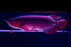 画像19: スーパーレッド  NO.50 (19)