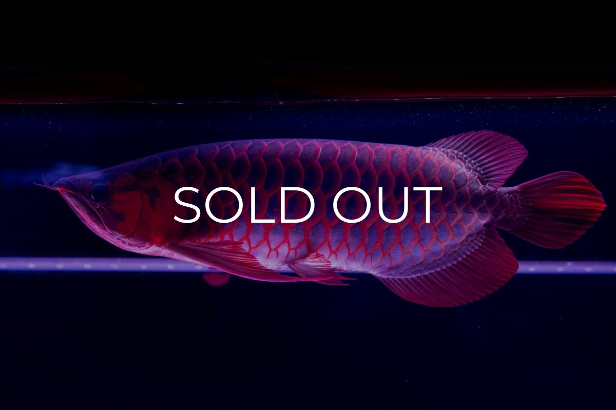 画像18: スーパーレッド  NO.50 (18)