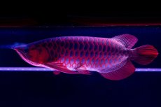 画像18: スーパーレッド  NO.50 (18)