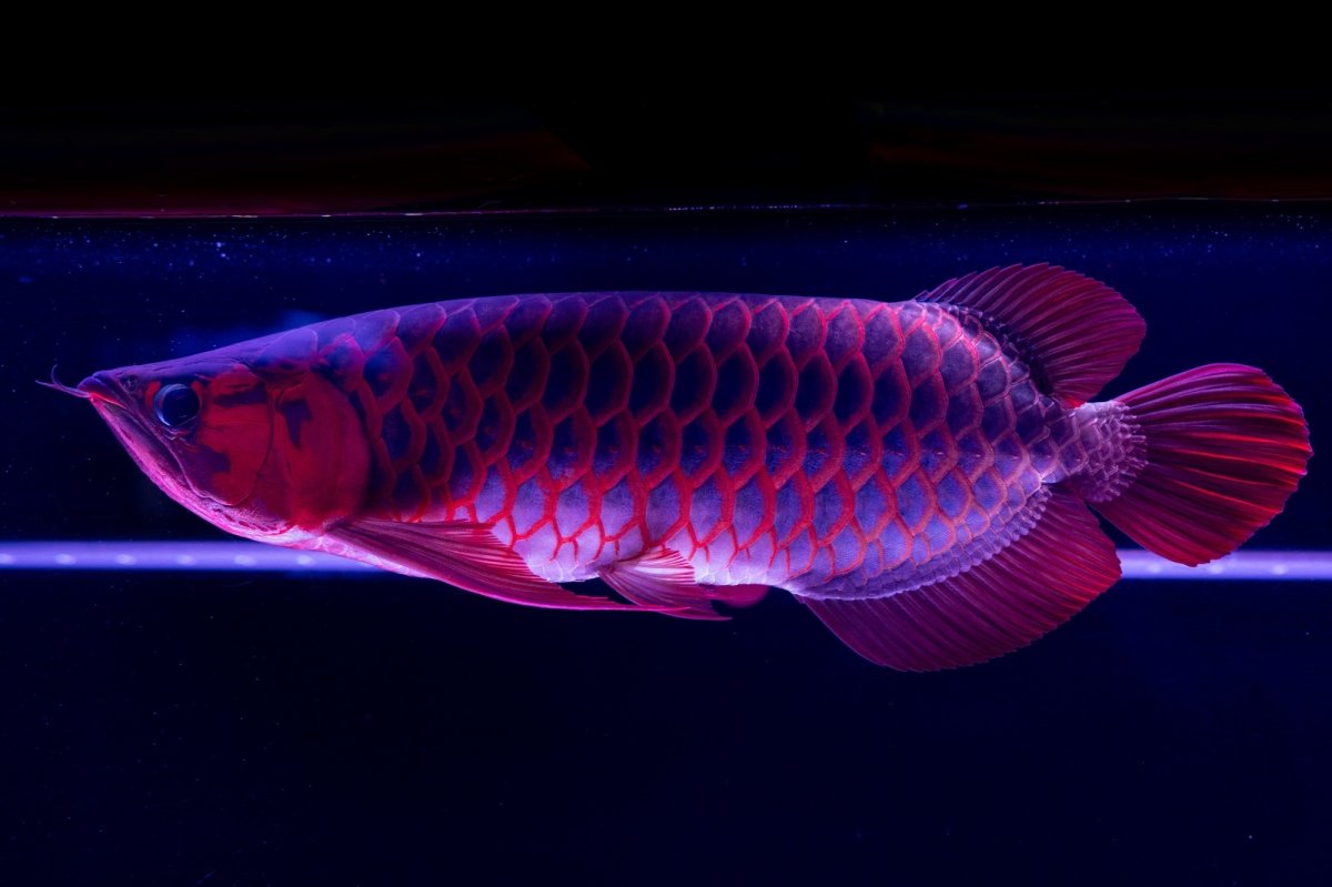 画像17: スーパーレッド  NO.50 (17)