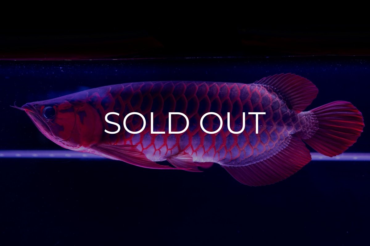 画像17: スーパーレッド  NO.50 (17)