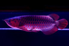 画像17: スーパーレッド  NO.50 (17)