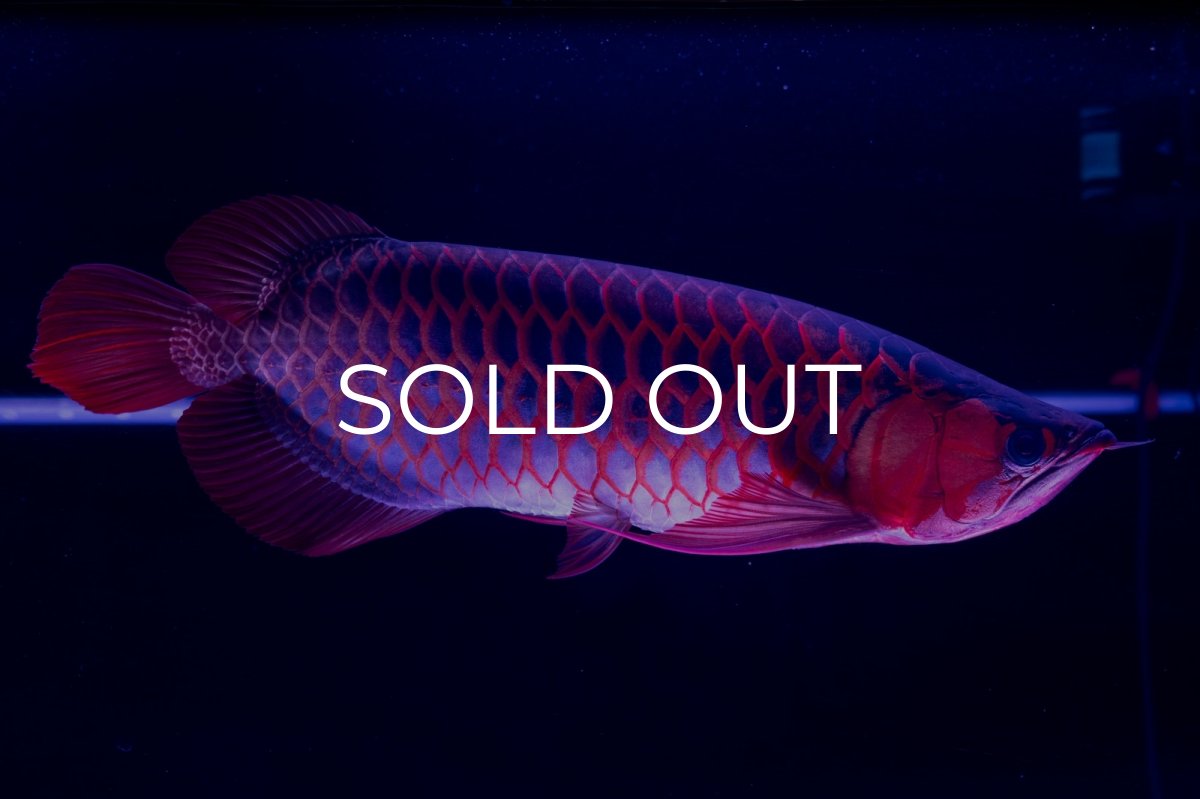 画像16: スーパーレッド  NO.50 (16)