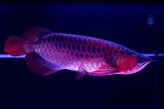 画像16: スーパーレッド  NO.50 (16)