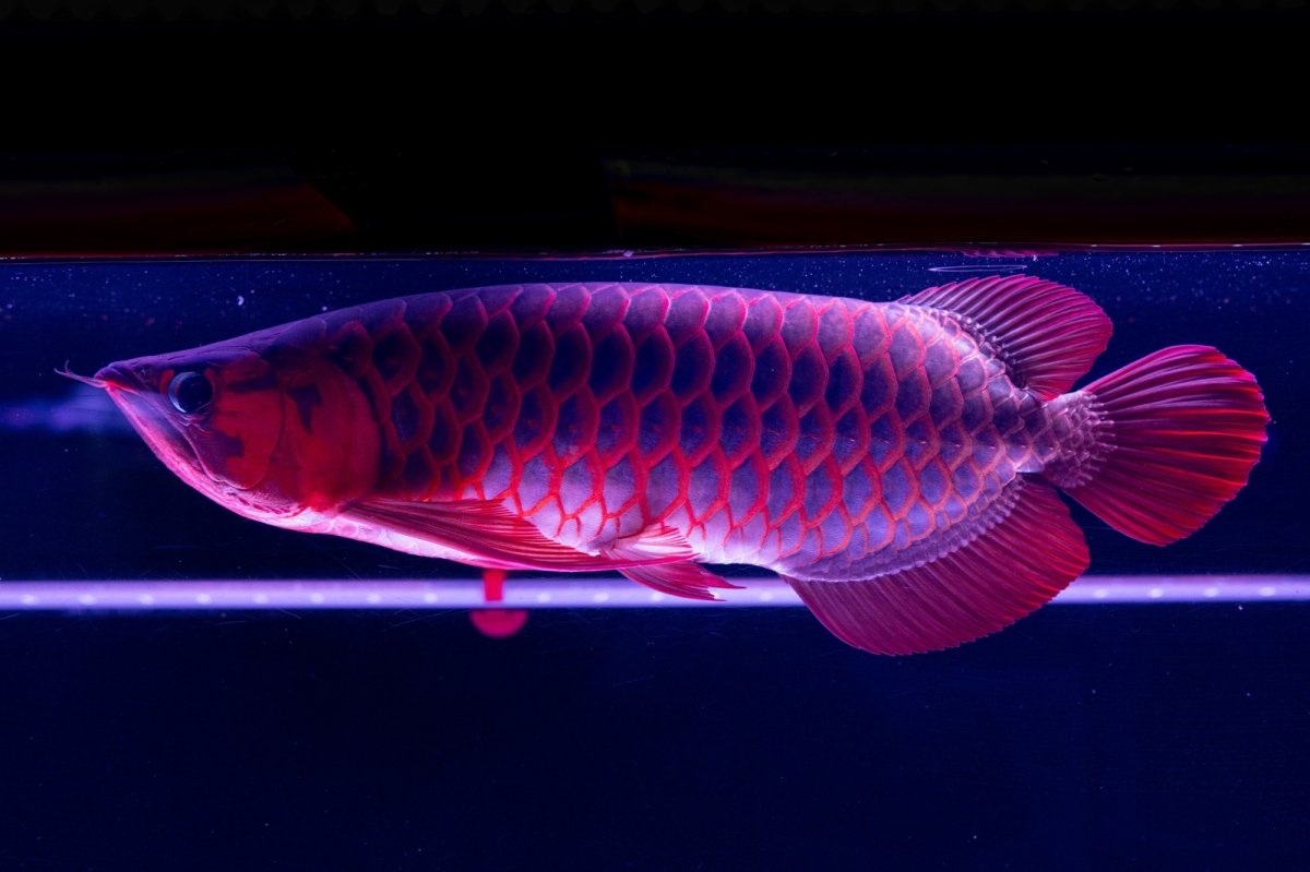 画像15: スーパーレッド  NO.50 (15)