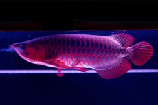 画像15: スーパーレッド  NO.50 (15)