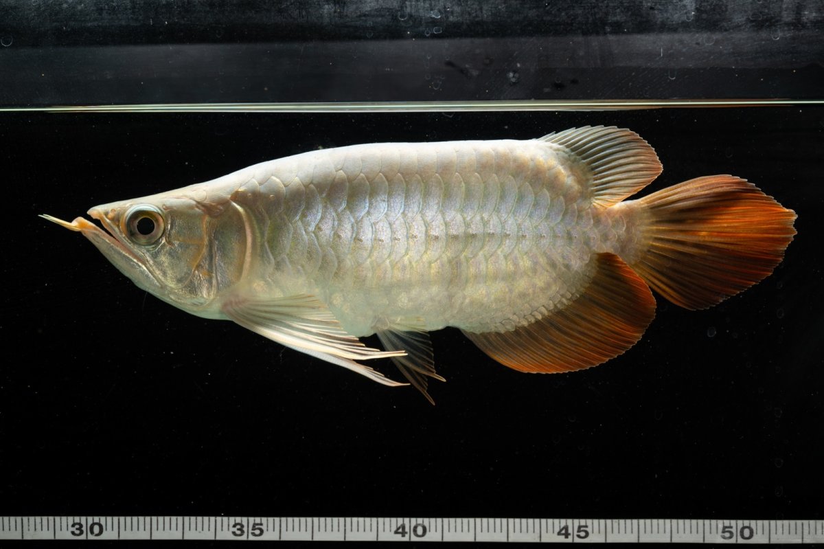 画像7: スーパーレッド ショート個体 NO.53 (7)