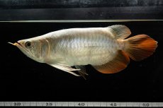 画像7: スーパーレッド ショート個体 NO.53 (7)