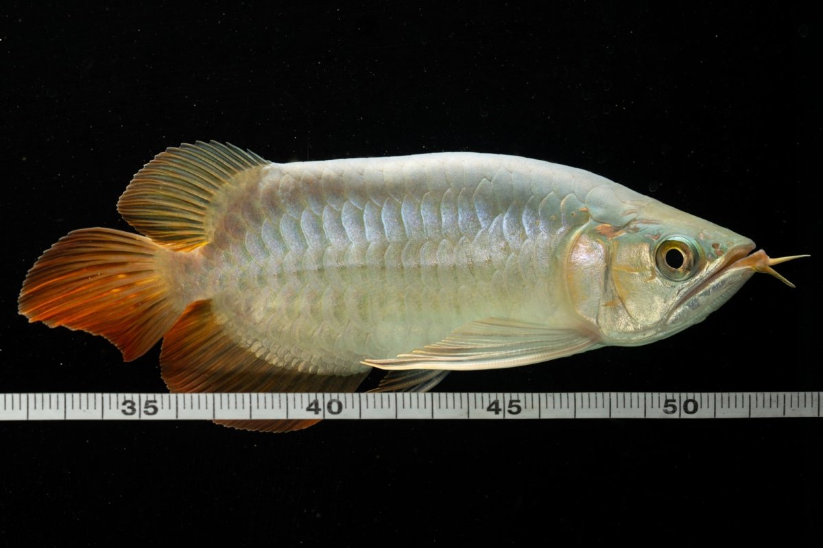 画像8: スーパーレッド ショート個体 NO.53 (8)