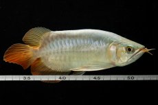 画像8: スーパーレッド ショート個体 NO.53 (8)