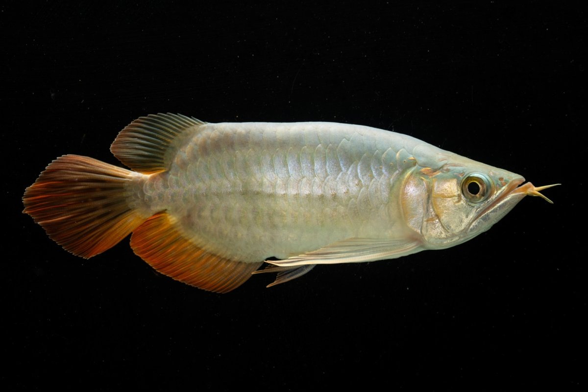 画像6: スーパーレッド ショート個体 NO.53 (6)