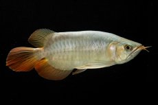 画像5: スーパーレッド ショート個体 NO.53 (5)