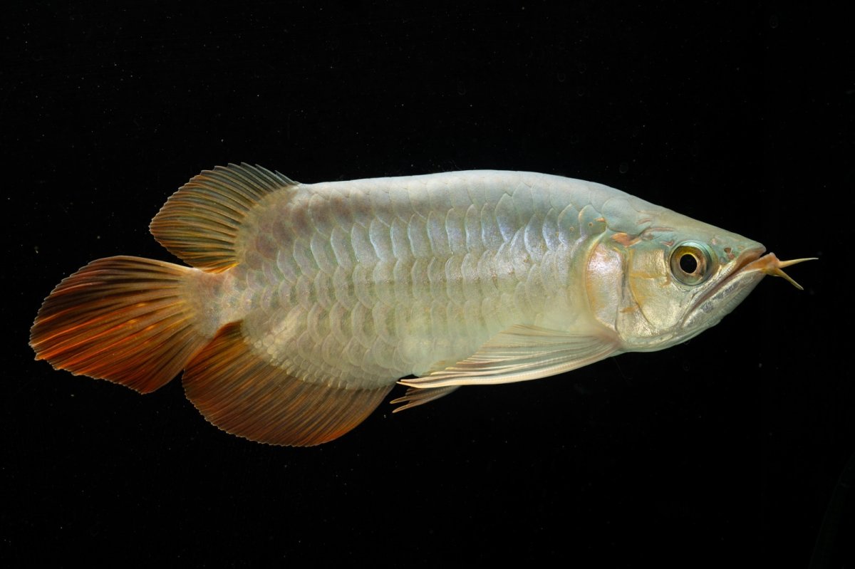 画像3: スーパーレッド ショート個体 NO.53 (3)