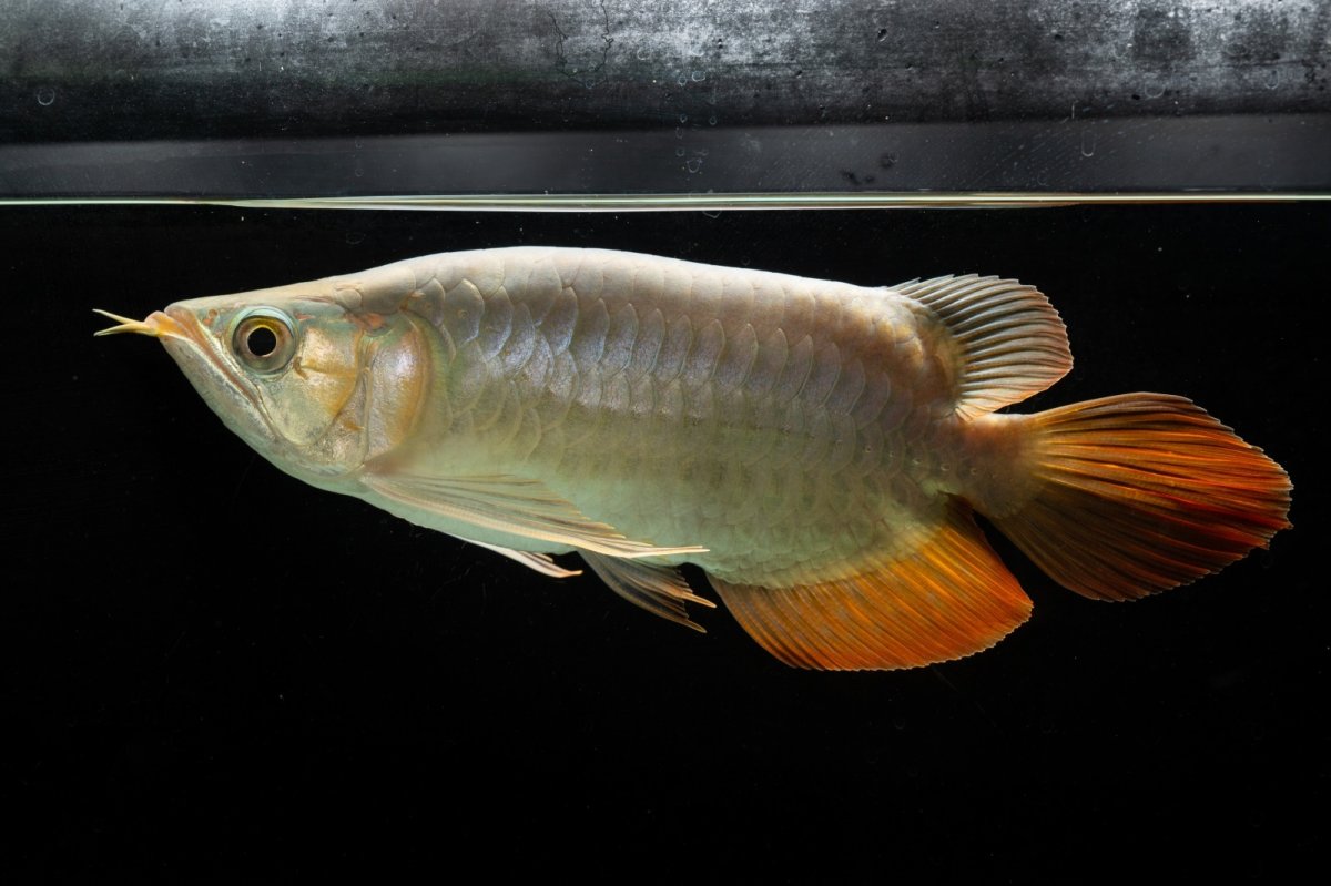 画像4: スーパーレッド ショート個体 NO.53 (4)