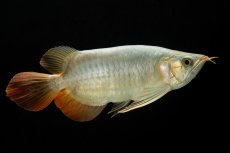 画像1: スーパーレッド ショート個体 NO.53 (1)