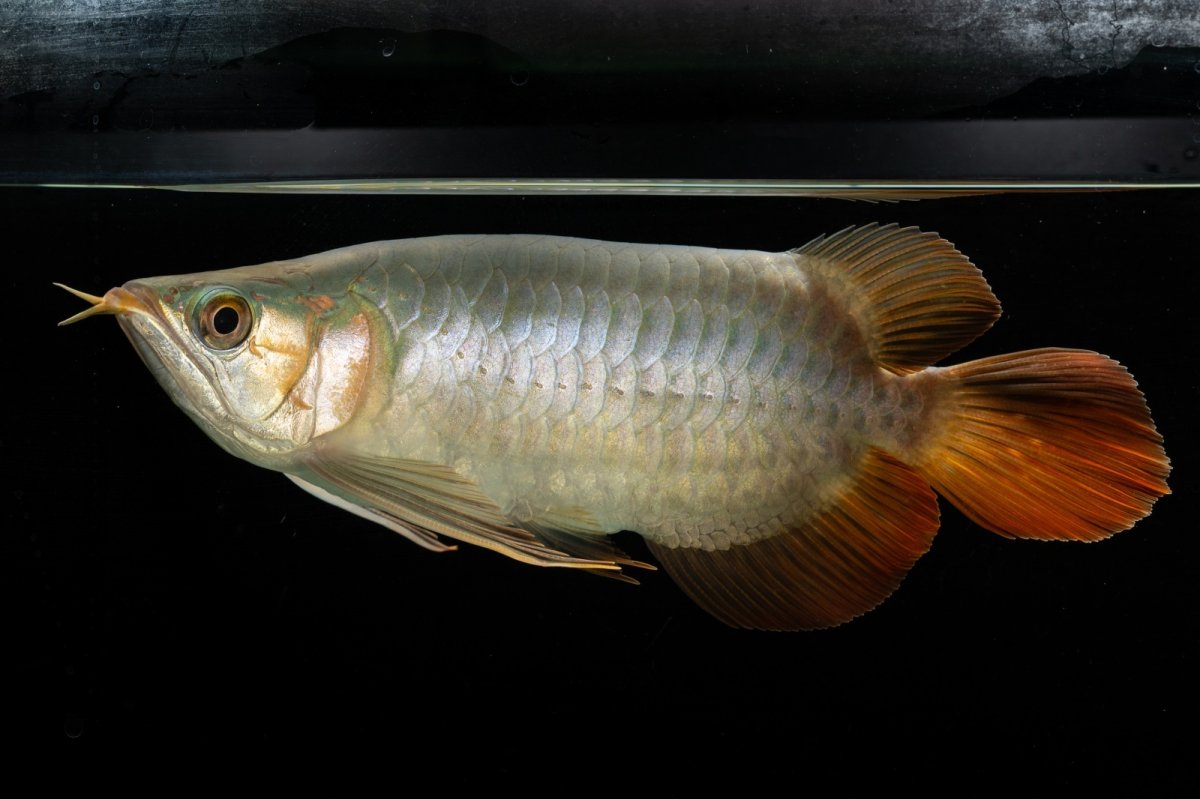 画像2: スーパーレッド ショート個体 NO.53 (2)