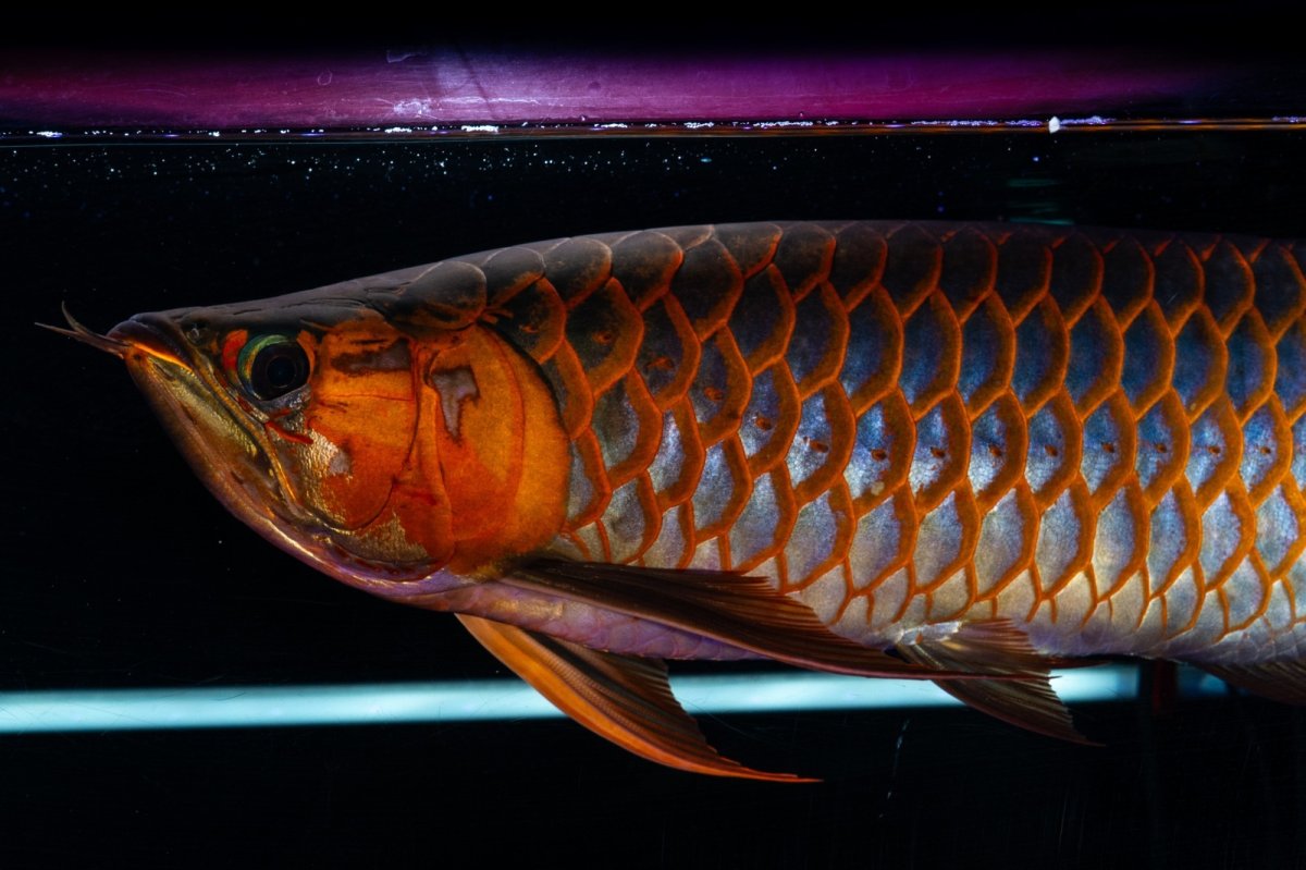 画像13: スーパーレッド  NO.50 (13)