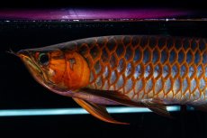 画像13: スーパーレッド  NO.50 (13)