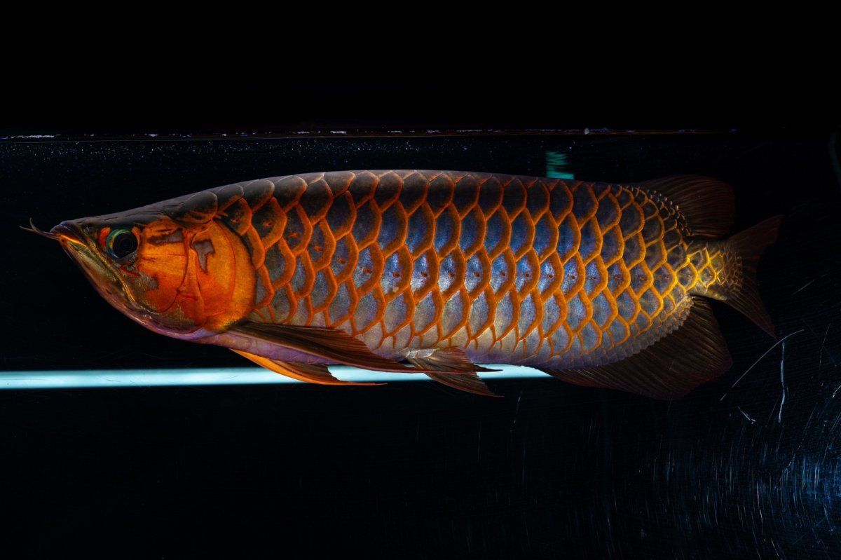 画像12: スーパーレッド  NO.50 (12)