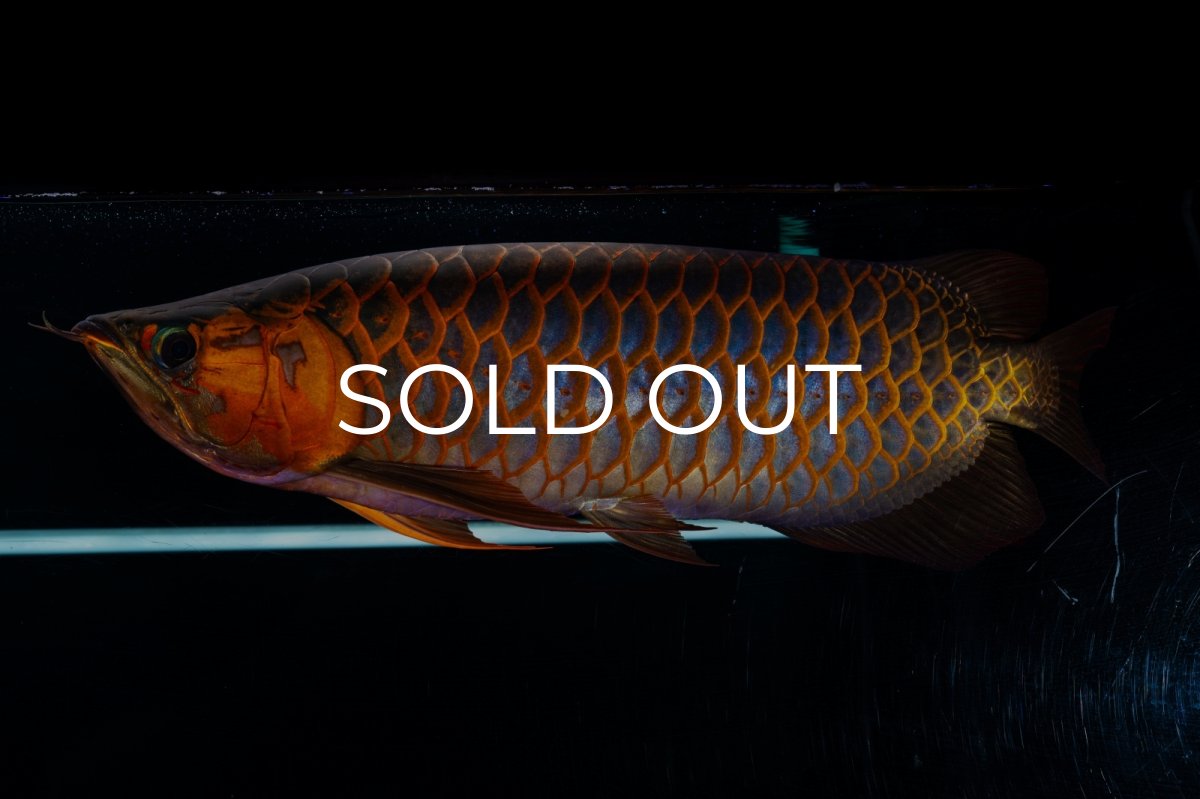 画像12: スーパーレッド  NO.50 (12)