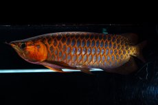 画像12: スーパーレッド  NO.50 (12)