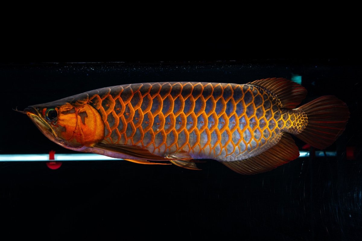 画像11: スーパーレッド  NO.50 (11)