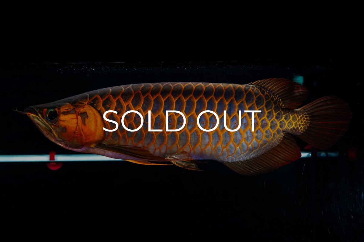 画像11: スーパーレッド  NO.50 (11)