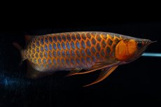 画像10: スーパーレッド  NO.50 (10)