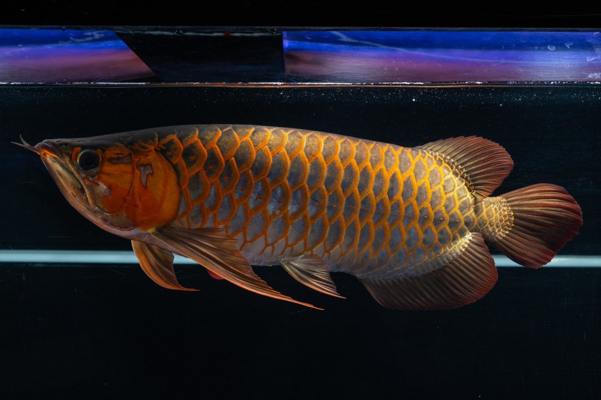 画像9: スーパーレッド  NO.50 (9)