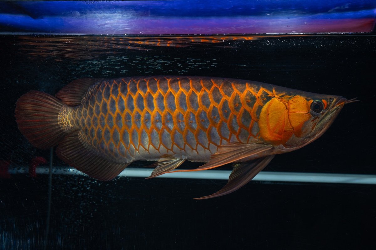 画像8: スーパーレッド  NO.50 (8)