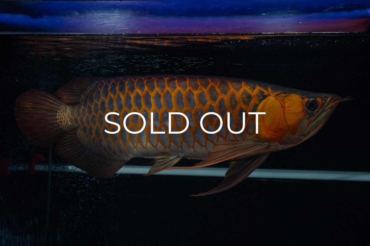 画像8: スーパーレッド  NO.50 (8)