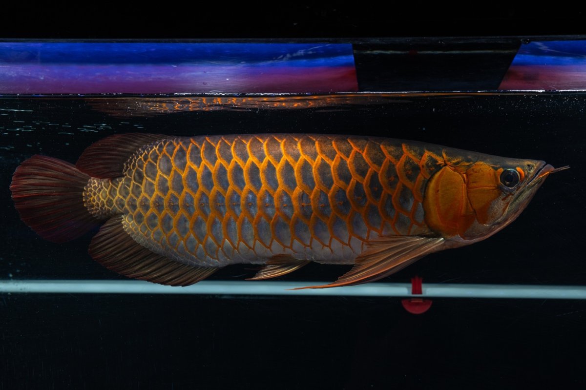 画像6: スーパーレッド  NO.50 (6)