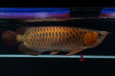 画像6: スーパーレッド  NO.50 (6)