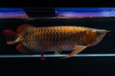 画像4: スーパーレッド  NO.50 (4)