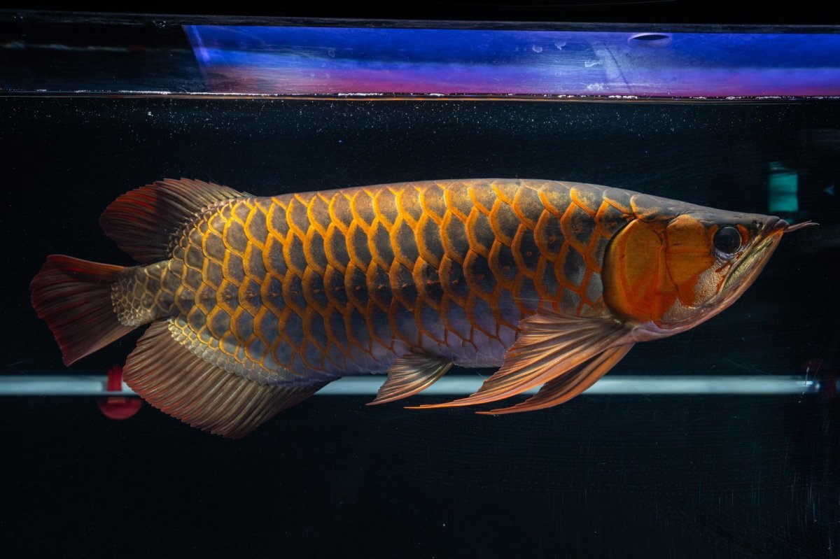 画像2: スーパーレッド  NO.50 (2)