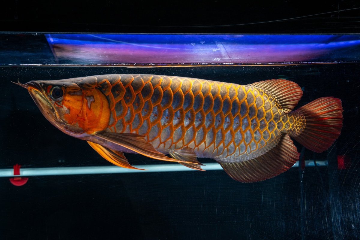 画像7: スーパーレッド  NO.50 (7)