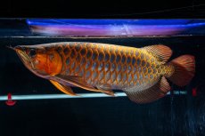 画像7: スーパーレッド  NO.50 (7)