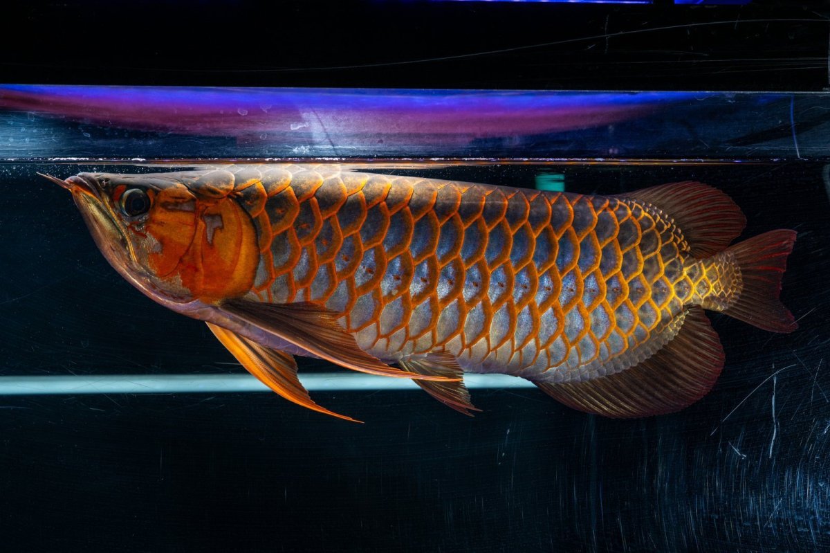 画像5: スーパーレッド  NO.50 (5)