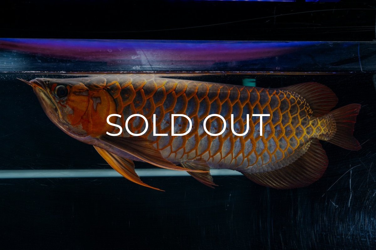 画像5: スーパーレッド  NO.50 (5)