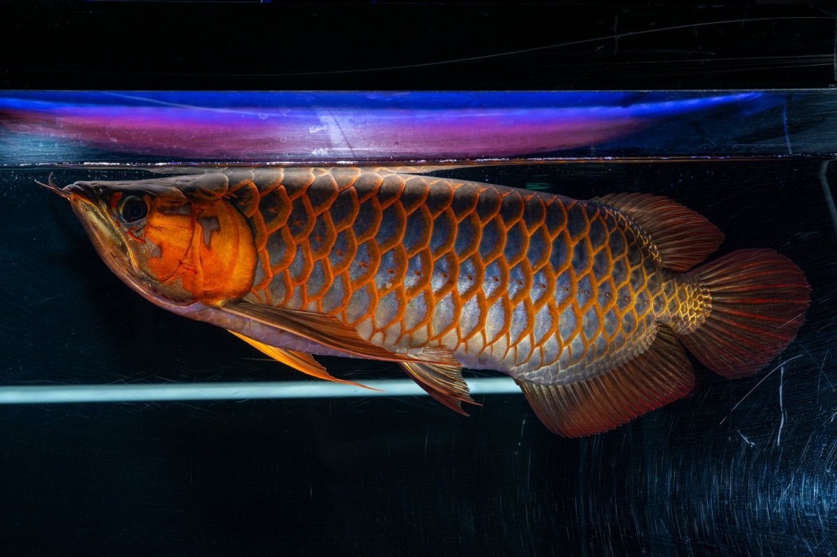 画像1: スーパーレッド  NO.50 (1)