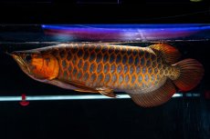 画像3: スーパーレッド  NO.50 (3)